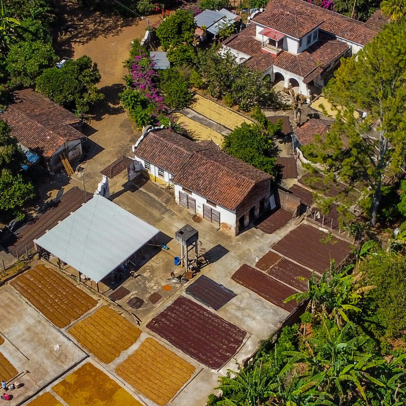 Koatepec Samuel Rivas